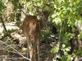 野生の鹿もよく見かけられる