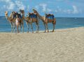 ヌサドゥアビーチのキャメルライド（イメージ）
