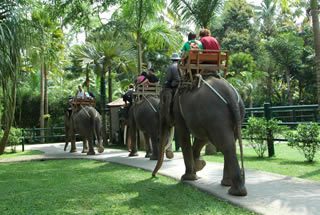 エレファントライド