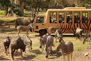 ［サファリジャーニー］サファリトラムに乗り、園内の動物を観察