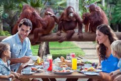 ［オプショナルツアー］ラウータンと一緒にご朝食：バリ ズー（バリ動物公園）