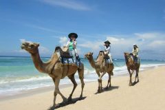 ［オプショナルツアー］キャメルサファリ