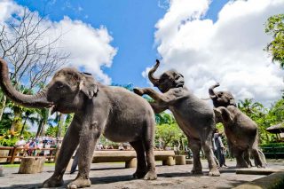 エレファントショー(イメージ)