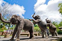 ［オプショナルツアー］エレファントサファリ