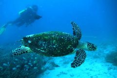 ［オプショナルツアー］カリスマダイブ〜体験ダイビング