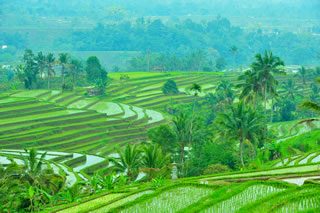 テガラランのライステラス